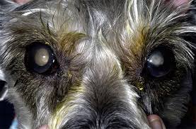 Cataracts Blindness And Diabetic Dogs Animal Eye Care