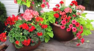In india you will find diversity everywhere and also there are many different seasons. Want To Sow And Grow Flowers In Winter Blog Nurserylive Com Gardening In India