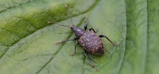 Insect Identification Bug Identification Garden Pests Uk And Europe Vine Weevil Pests Insect Identification