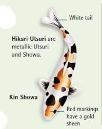 Color Symbolism Koi Fish Color Meaning Chart Www