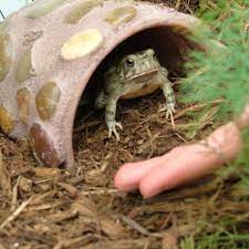 Seedball Seed Ball Twitter Toad House Frog House Frog Habitat