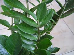 Zamioculcas, aroid palm, zz palm. Zamioculcas Zamiifolia Aroid Palm Aroid Plant Emerald Palm Eternity Plant Zanzibar Gem Zuzu Plant Zz Plant North Carolina Extension Gardener Plant Toolbox