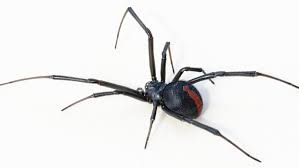 The terminix flushing commercial branch of new york serves the new york metropolitan area, including long island, yonkers and westchester county. Russia S Double Historical Amnesia Constructing The Shakhidki As Black Widows