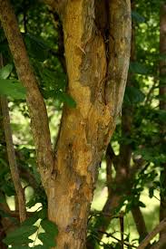 Image result for Cleistochlamys