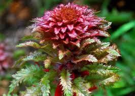 Image result for Hunteria densiflora