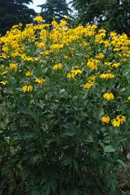 Image result for Rudbeckia laciniata