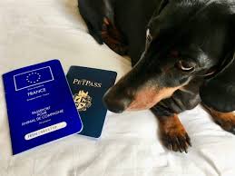By providing my contact details and clicking on get a free quote i agree to be contacted for travel information via phone, text messages and email. What Is A Pet Passport Travelnuity