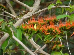 Image result for Combretum paniculatum