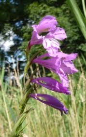 Image result for Gladiolus magnificus