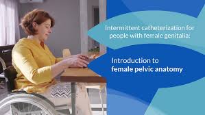 Intermittent Catheterization - Introduction to Female Pelvic Anatomy -  Cortree