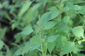 Image result for Basilicum polystachyon