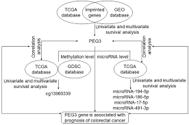 Full Text The Role Of Peg3 In The Occurrence And Prognosis