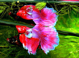Betta fish need plants to replicate their natural habitat and to provide hiding and resting areas. 10 Of The Best Plants For Betta Aquariums Stories Of Water