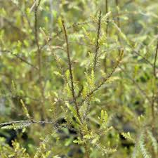 Image result for Huperzia dacrydioides