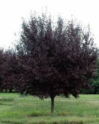Its special quality is its colorful leaves, which are extremely dark purple, approaching black. Departments Plum Krauter Vesuvius 15