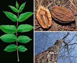 Image result for Juglans