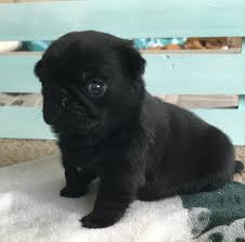 The word pug is derived. Pug Puppies For Sale Bergen County Nj 297212 Petzlover