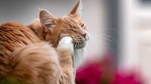 Although allergic reactions to cats tend to appear in early adulthood, one can develop the allergy at any time in life. Cat Skin Conditions How To Recognize Treat Ear Mites Ringworm Fleas More Daily Paws