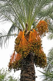 Free for commercial use no attribution required high quality images. Italy 2759 Date Palm Tree Dates Tree Unique Trees Fruit Garden