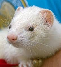 Pet Scams International Edition Ferrets Sold As Poodles Cute Ferrets Pets Poodle