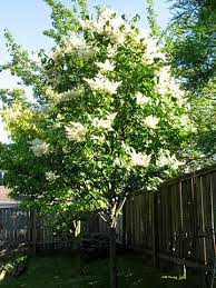 Check spelling or type a new query. Ivory Silk Japanese Lilac Tree Glover Nursery