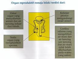 78 ciri ciri pria setia, serius dan bertanggung jawab pada pasangannya yang dapat anda ketahui dari tahapan pdkt pada anda. Rahsia Remaja