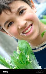 1 convallaria majalis hi-res stock photography and images