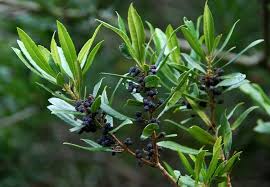 Image result for Myrica salicifolia