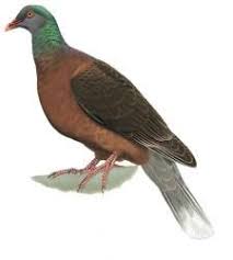 White Tailed Laurel Pigeon Columba Junoniae Duck Species Band Tailed Pigeon Mammals