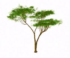 Image result for Acacia luederitzii