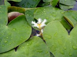 Image result for Nymphoides senegalensis