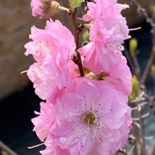 Image result for mandloň trojlaločná