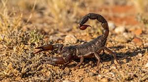The Scorpion - An Overview Of The Feared Venomous Species