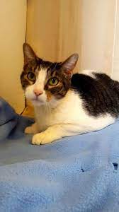 Adopt Mable On Petfinder Humane Society Adoption Long Haired Cats