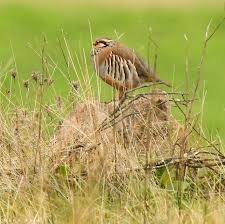 Image result for Alectoris rufa