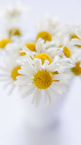 Maybe you would like to learn more about one of these? White Flower 4k 8k Hd Wallpapers Hd Wallpapers Id 32490