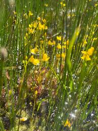 Image result for Utricularia  intermedia