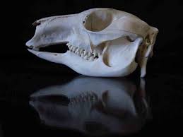 Animal Skull Identification Guide Waking Up Wild Waking