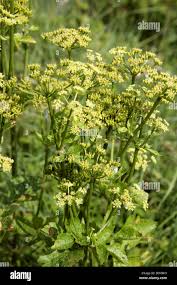 Image result for Apiaceae