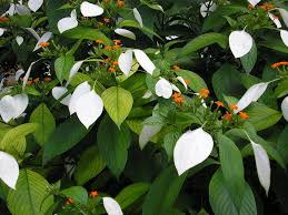 Image result for Mussaenda frondosa