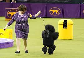 In my last post, i went over some of the basics for this year's contest. Westminster Best In Show Winners 2008 To 2020 American Kennel Club