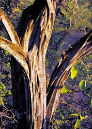 Image result for Acacia haematoxylon