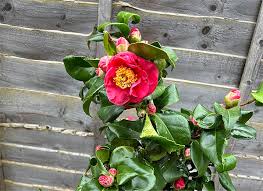 Image result for Camellia japonica