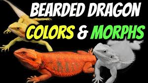 Types Of Bearded Dragons Colors Morphs Explained