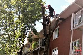 We did not find results for: L Abattage Ou Comment Couper Un Arbre Mort Ou Dangereux Groupe Ferti