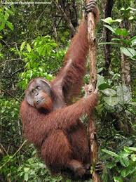 Orangutan Behavior Official Orangutan Foundation International Site Orangutan Animals Beautiful Animals