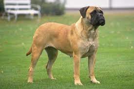 Bullmastiff Mastiff Dog Breeds Bullmastiff Puppies For Sale Bull Mastiff