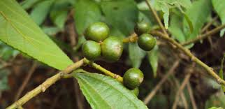 Image result for Grewia micrantha