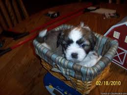 This is the newest place to search, delivering top results from across the web. Teddy Bear Puppies Appleton Wi