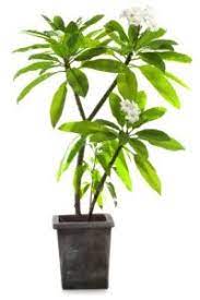 Growing Plumeria Care Tips For Frangipani Tree Plumeria Care Plumeria Tree Indoor Plumeria